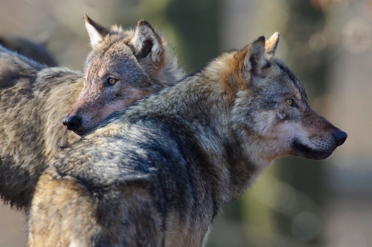 Jagd Auf Wölfe In Deutschland