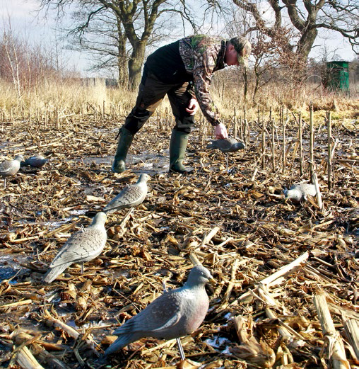 pigeon hunting